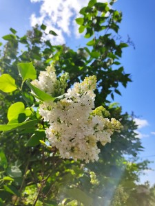 IMG-1d56b9ff870da40c90e6eb4dc90714ad-V